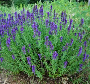 hyssop 1