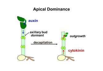 auxin 4